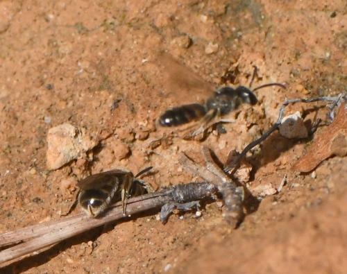 Lasioglossum sp.